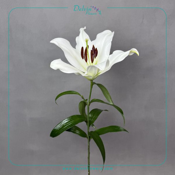 ORINTAL گل اورینتال