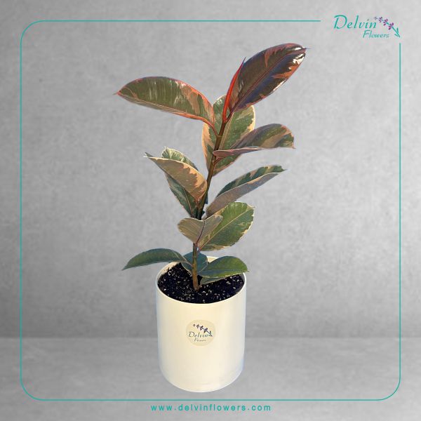 ficus-sharabi گیاه فیکوس شرابی